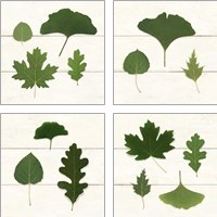 Framed 'Leaf Chart 4 Piece Art Print Set' border=