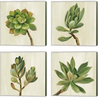 Framed 'Front Yard Succulent 4 Piece Canvas Print Set' border=