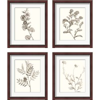 Framed 'Neutral Botanical Study 4 Piece Framed Art Print Set' border=