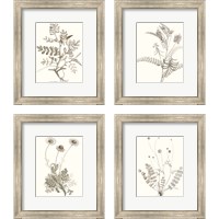 Framed 'Neutral Botanical Study 4 Piece Framed Art Print Set' border=