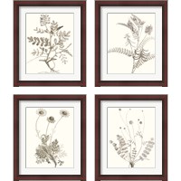 Framed 'Neutral Botanical Study 4 Piece Framed Art Print Set' border=