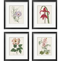 Framed 'Antique BotanicalCream 4 Piece Framed Art Print Set' border=