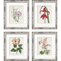 Framed 'Antique BotanicalCream 4 Piece Framed Art Print Set' border=