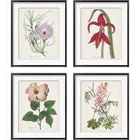 Framed 'Antique BotanicalCream 4 Piece Framed Art Print Set' border=