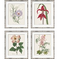 Framed 'Antique BotanicalCream 4 Piece Framed Art Print Set' border=