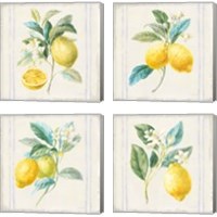 Framed 'Floursack Lemons Sq Navy 4 Piece Canvas Print Set' border=