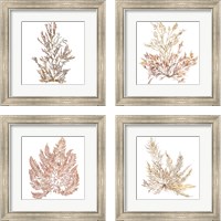 Framed 'Pacific Sea Mosses 4 Piece Framed Art Print Set' border=