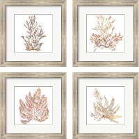 Framed 'Pacific Sea Mosses 4 Piece Framed Art Print Set' border=