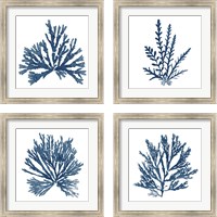 Framed 'Pacific Sea Mosses Blue on White 4 Piece Framed Art Print Set' border=