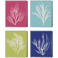 Framed 'Seaweed Pop 4 Piece Canvas Print Set' border=