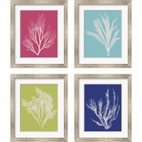 Framed 'Seaweed Pop 4 Piece Framed Art Print Set' border=