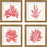 Framed 'Pacific Sea Mosses Red 4 Piece Framed Art Print Set' border=