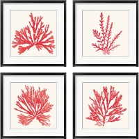 Framed 'Pacific Sea Mosses Red 4 Piece Framed Art Print Set' border=