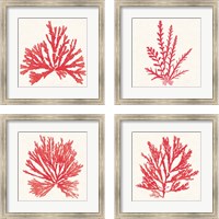 Framed 'Pacific Sea Mosses Red 4 Piece Framed Art Print Set' border=