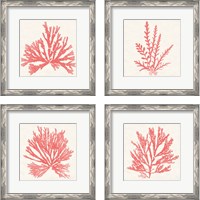 Framed 'Pacific Sea Mosses Coral 4 Piece Framed Art Print Set' border=