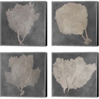 Framed 'Natural Sea Fan 4 Piece Canvas Print Set' border=