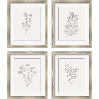 Framed 'Wild Foliage Sketch 4 Piece Framed Art Print Set' border=