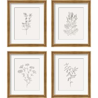 Framed 'Wild Foliage Sketch 4 Piece Framed Art Print Set' border=