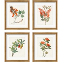 Framed 'Botanical of the Tropics 4 Piece Framed Art Print Set' border=