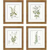 Framed 'Cottage Herbs 4 Piece Framed Art Print Set' border=