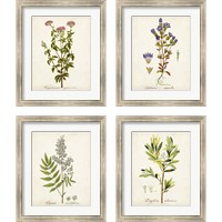 Framed 'Antique Herb Botanical 4 Piece Framed Art Print Set' border=