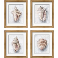 Framed 'White Shell Study 4 Piece Framed Art Print Set' border=