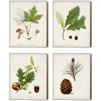 Framed 'Antique Tree Study 4 Piece Canvas Print Set' border=