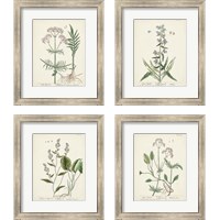 Framed 'Antique Herbs 4 Piece Framed Art Print Set' border=