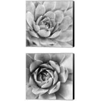 Framed 'Garden Succulent 2 Piece Canvas Print Set' border=