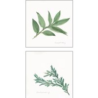 Framed 'Herbs 2 Piece Art Print Set' border=