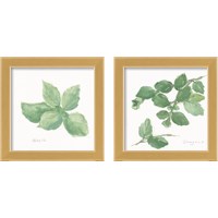 Framed 'Herbs on White 2 Piece Framed Art Print Set' border=