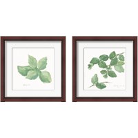 Framed 'Herbs on White 2 Piece Framed Art Print Set' border=