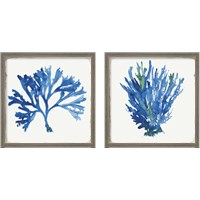 Framed 'Blue and Green Coral  2 Piece Framed Art Print Set' border=