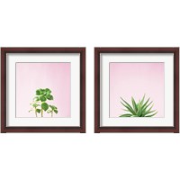 Framed 'Succulent Simplicity on Pink 2 Piece Framed Art Print Set' border=