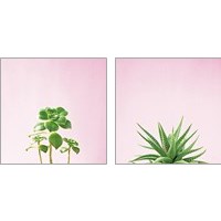 Framed 'Succulent Simplicity on Pink 2 Piece Art Print Set' border=