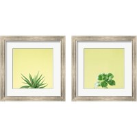 Framed 'Succulent Simplicity 2 Piece Framed Art Print Set' border=