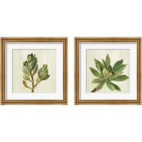 Framed 'Front Yard Succulent 2 Piece Framed Art Print Set' border=