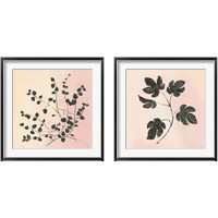 Framed 'Botanical Study Blush 2 Piece Framed Art Print Set' border=