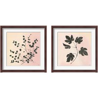 Framed 'Botanical Study Blush 2 Piece Framed Art Print Set' border=