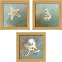 Framed 'Treasures from the Sea 3 Piece Framed Art Print Set' border=