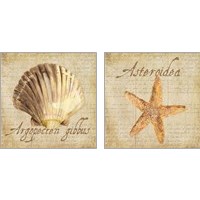 Framed 'Oceanum Shells Beige 2 Piece Art Print Set' border=