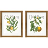 Framed 'Classic Citrus 2 Piece Framed Art Print Set' border=