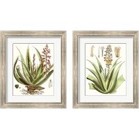 Framed 'Antique Aloe 2 Piece Framed Art Print Set' border=