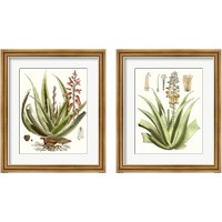 Framed 'Antique Aloe 2 Piece Framed Art Print Set' border=