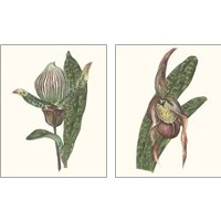 Framed 'Orchid Display 2 Piece Art Print Set' border=