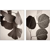 Framed 'Eucalyptus Sepia 2 Piece Art Print Set' border=