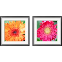 Framed 'Mixed Gerbera 2 Piece Framed Art Print Set' border=