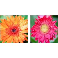 Framed 'Mixed Gerbera 2 Piece Art Print Set' border=