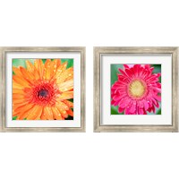 Framed 'Mixed Gerbera 2 Piece Framed Art Print Set' border=