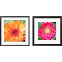 Framed 'Mixed Gerbera 2 Piece Framed Art Print Set' border=